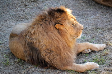 Obraz premium A big lion lying in the grass