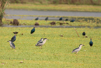 Flock of birds in wetland 