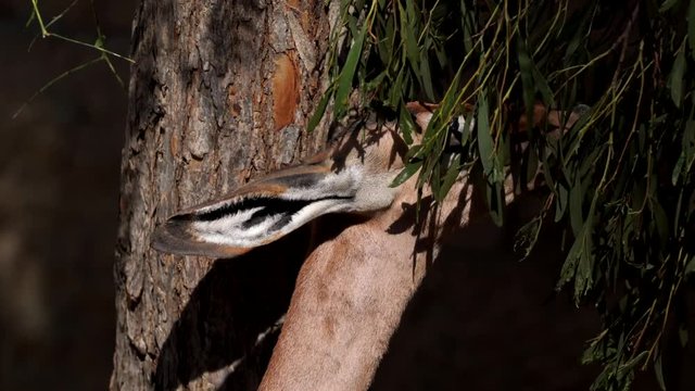 This close up video shows a beautiful long neck gerenuk antelope eating leaves in Africa on a sunny day.