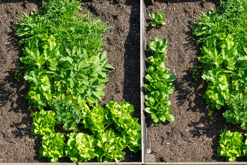 food from your own garden. Planted in spring, this raised garden bed is loaded with a variety of herbs and vegetables ready to be harvested in summer.
