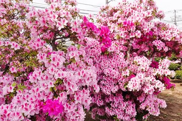 Fototapeta premium ツツジ