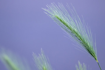 Einzelne Bio-Weizen-Ähre auf einem landwirtschaftlichen Feld wächst und gedeiht auch ohne Pestizide zu vollem Korn für Schrot und Mehl