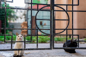 Street Cats from the City of Havana, Cuba.