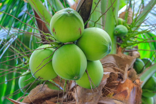 Green coconut on tree tropical fruit