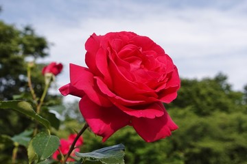 赤いバラ