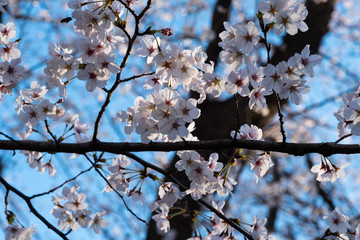 Season of cherry blossoms