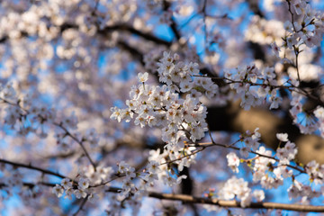 Season of cherry blossoms
