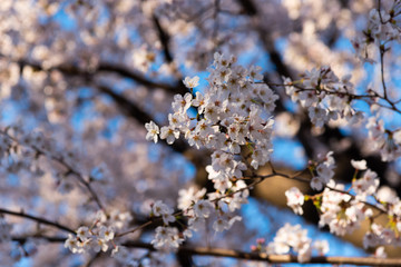 Season of cherry blossoms