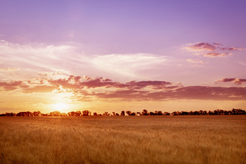 Beautiful sunrise over the field of barley and silhouettes of trees in the distance