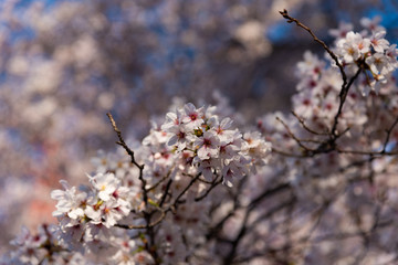 Season of cherry blossoms