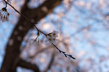 Season of cherry blossoms