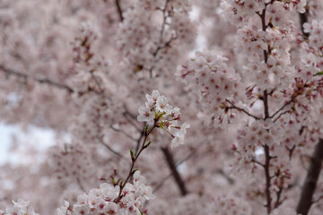 Season of cherry blossoms