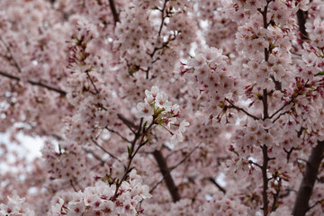 Season of cherry blossoms