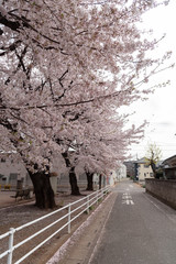 Season of cherry blossoms