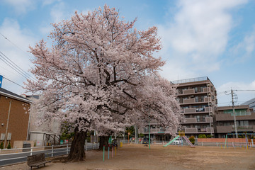 Season of cherry blossoms