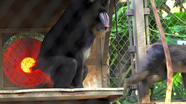 This Video Shows An Alpha Mandrill Monkey Male Mating With A Fellow Female Monkey In A Monkey Sanctuary.