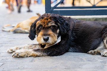 Street Dogs from Havana, Cuba.