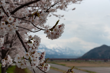 Season of cherry blossoms