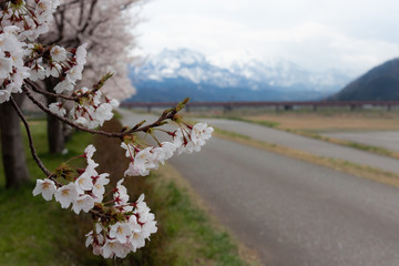 Season of cherry blossoms