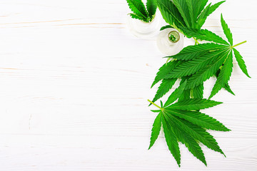 Green leaves of cannabis. Leavs of hemp. Top view. Flat lay.