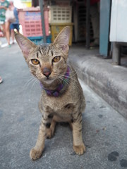 one stray cat on the street