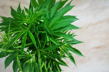 Bush of hemp on a light background. Top view