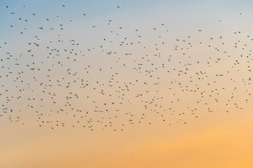 Ein Vogelschwarm bei Sonnenuntergang