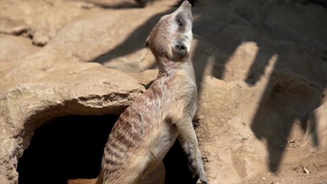 This slow motion video shows a cute but paranoid meerkat looking up at sky for predators and danger in the sunny african savannah.