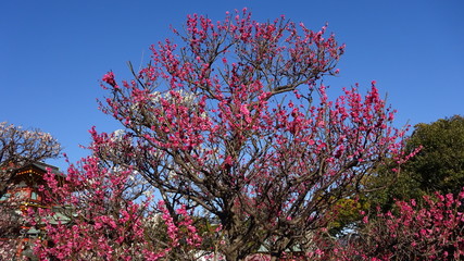 美しい梅の花に魅せられて！