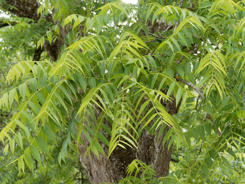 (Juglans nigra) Feuilles vertes lanc&eacute;ol&eacute;es du noyer noir d'Am&eacute;rique