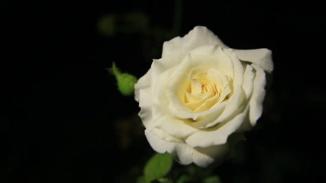 white rose on black background.