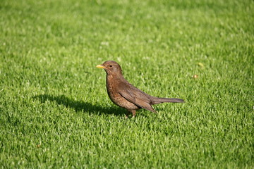 Amsel auf dem Rasen auf Futtersuche