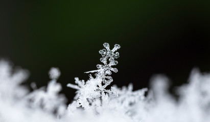 Obraz premium snowflake, little snowflake on the snow