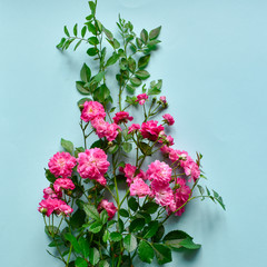Little pink roses on a blue background March 8 concept - International Women's Day, Happy Mother`s, Easter. Top view of flat lay.