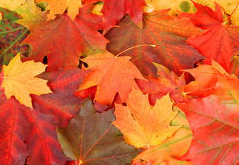 Naklejka na ściany i meble Fall maple leaves as autumn background