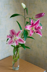Tender big pink flowers of lily is standing in the glasses vase on the table in the room with light color walls