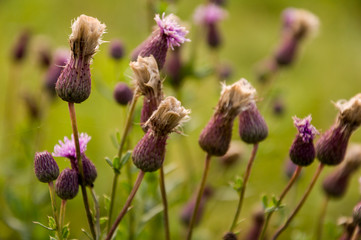 Thistle flower of pink color in the  green summer field