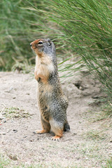 arctic ground squirrel in rocky mountains