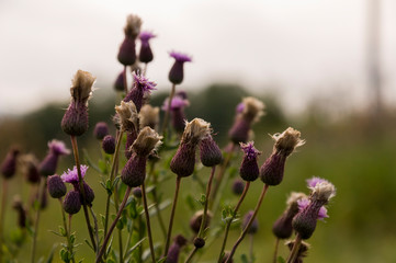 Thistle flower of pink color in the  green summer field