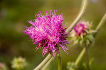 Thistle flower of pink color in the  green summer field