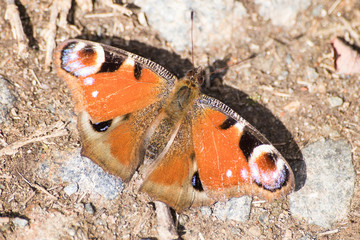 peacock butterfly full of details during spring