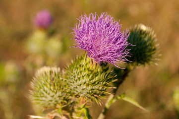 Thistle flower of pink color in the  green summer field