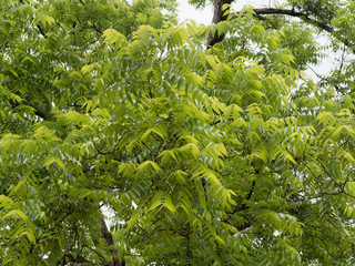 Juglans nigra - Branches garnies de feuilles lancéolées et dentées du noyer noir d'Amérique