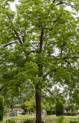 (Juglans nigra) Haut Noyer noir d'Amérique au fût de forme élancé, aux branches garnies de feuilles vertes lancéolées en période estivale