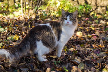 A cat with green eyes stands on the fallen autumn leaves with apples in sunny weather.