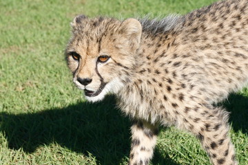 Naklejka na ściany i meble Juvenile cheetah on green grass