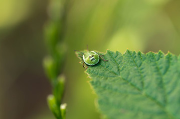  Green insect closeup on a green leaf of raspberry.