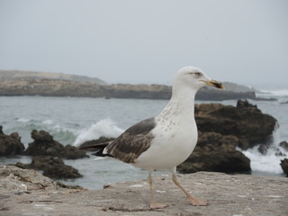 Gull in Essaouira in marocco