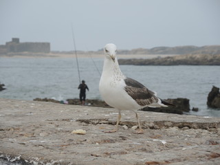 Gull in Essaouira in marocco
