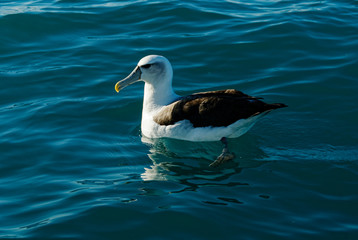 A lesser albatross floats, resting on the sea